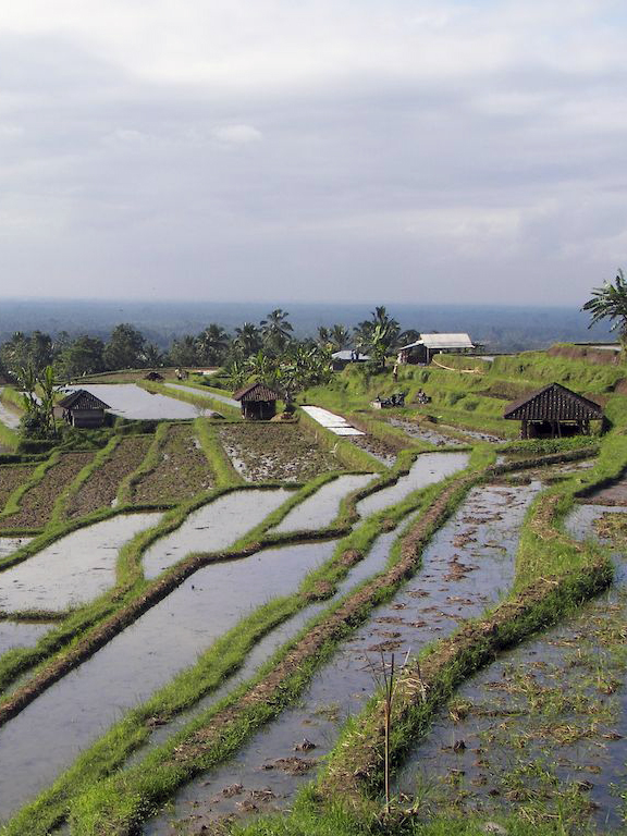 Jatiluwih 